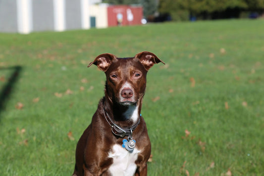 Types of Cancer in Dogs: Treatment & More darwinspet