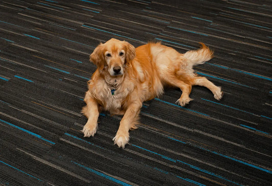 Unraveling the Mystery: Why Do Dogs Sleep So Much? darwinspet