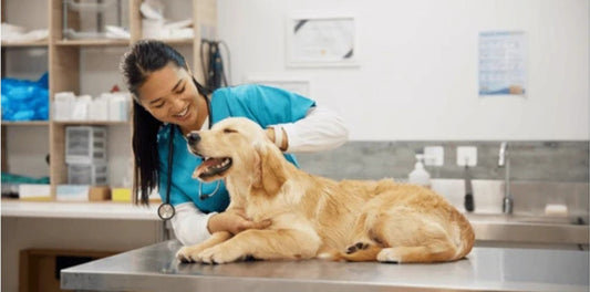 Navigating Vet Costs: What to Expect and How to Prepare