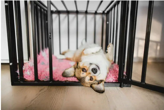 Vaccines-Which-ones-do-my-dogs-really-need darwinspet
