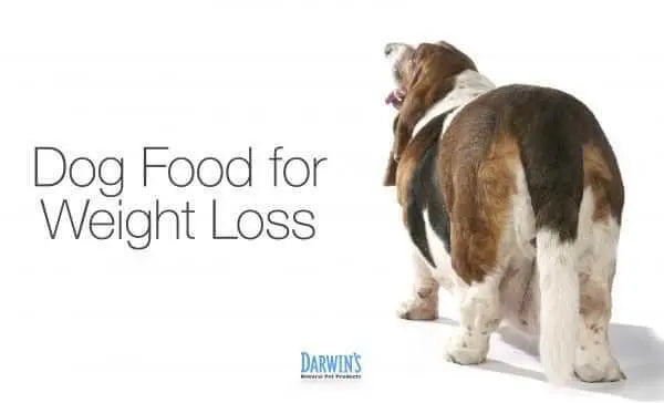 Weight Loss and Dog Food darwinspet
