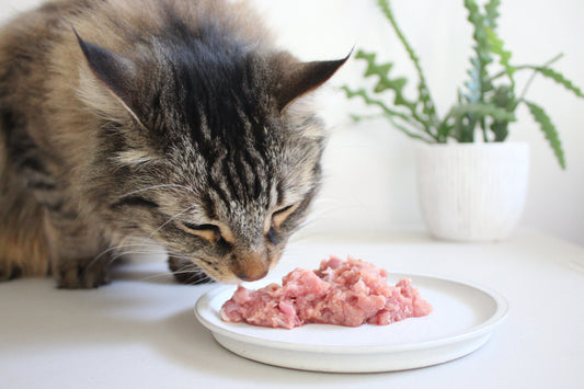 Wet Food vs. Dry Food for Cats: Which One Actually Supports Better Feline Health? darwinspet