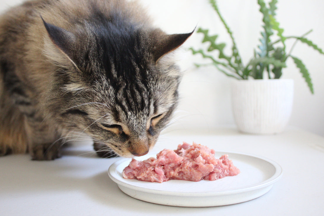 Wet Food vs. Dry Food for Cats: Which One Actually Supports Better Feline Health? darwinspet