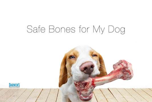 What Bones Are Good for Dogs? Safe Tips for Happy Pets darwinspet