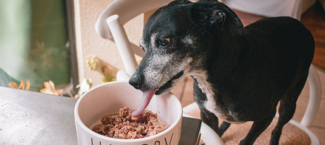 What Food Can Dogs Not Eat? darwinspet
