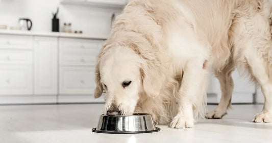 What Is the Best Low Fat Dog Food for Pancreatitis? darwinspet