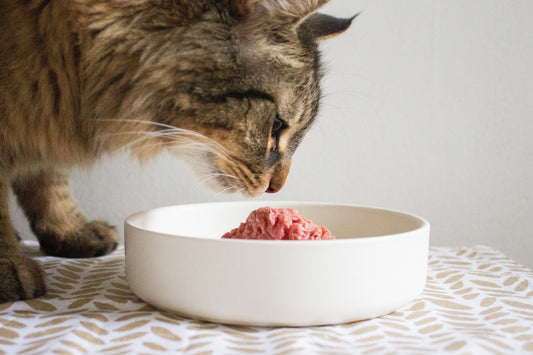 What Should I Feed My Hyperthyroid Cat darwinspet