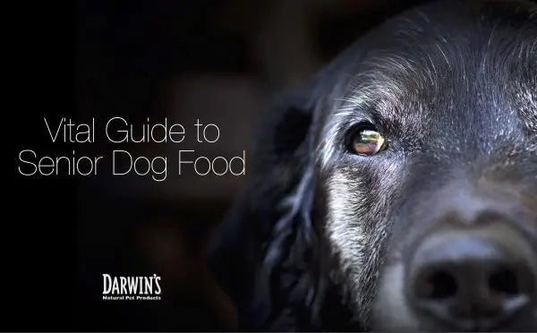 What Should You Feed Your Senior Dog? darwinspet