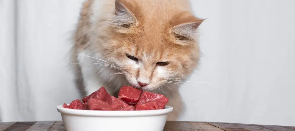 What-Type-of-Cat-Food-is-Best darwinspet