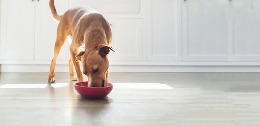 What to Feed a Dog With Acid Reflux darwinspet