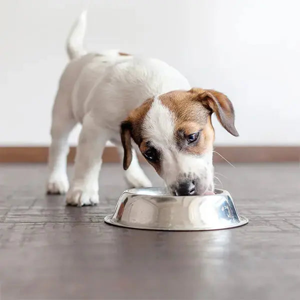 What to Feed a New Puppy darwinspet