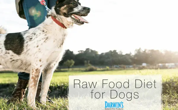 Why A Raw Food Diet for Dogs darwinspet