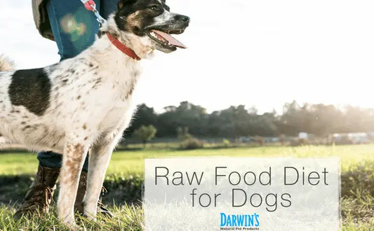 Why A Raw Food Diet for Dogs darwinspet