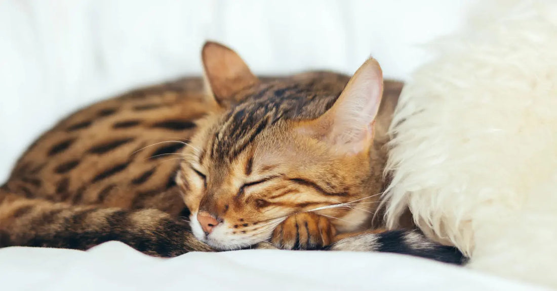 How to Keep Your Cat Hydrated and Encourage Drinking Water