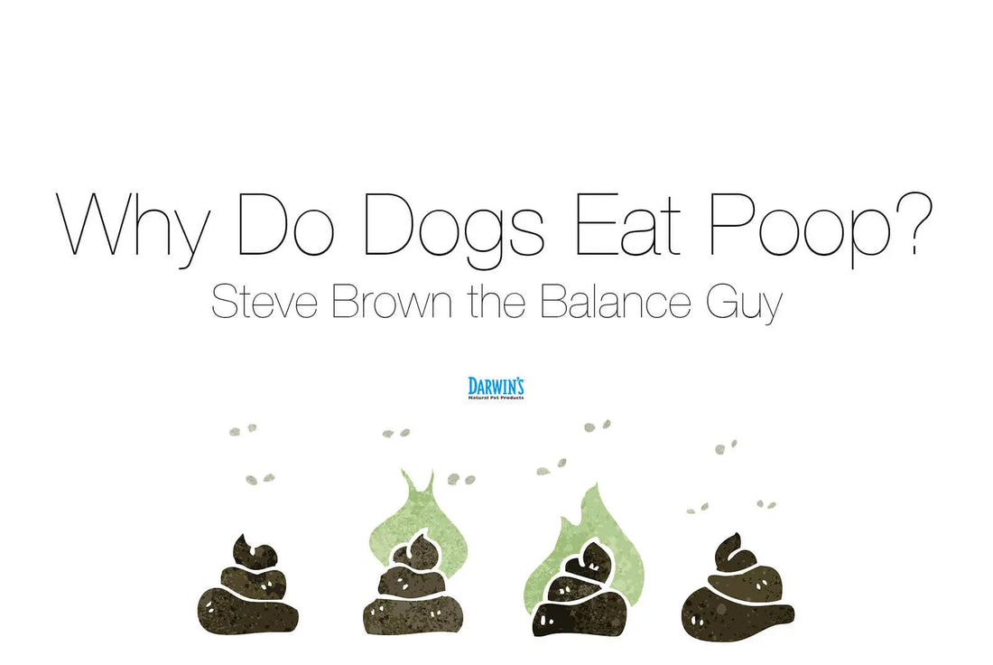 Why Do Dogs Eat Poop? darwinspet