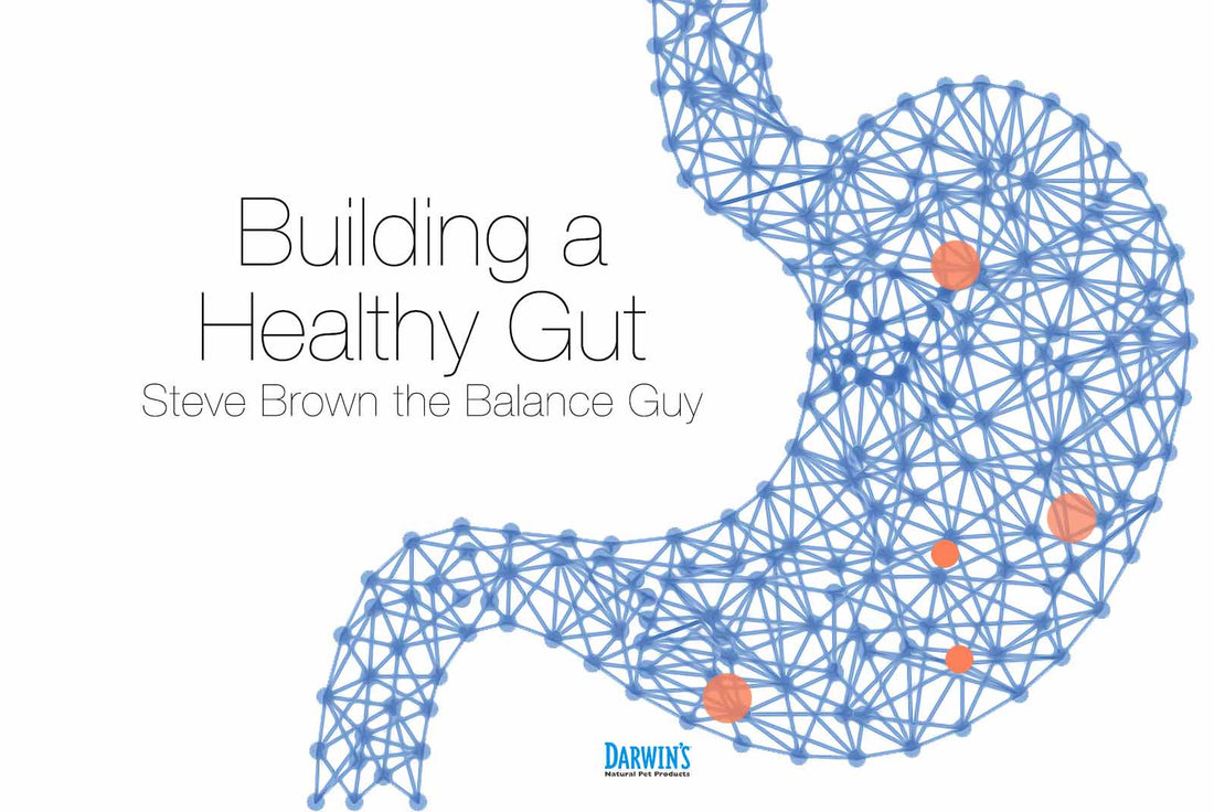 Why Do I Need to Introduce Darwin’s Food Slowly? darwinspet