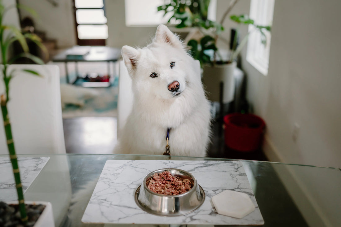 Why-Is-My-Dog-Not-Eating darwinspet