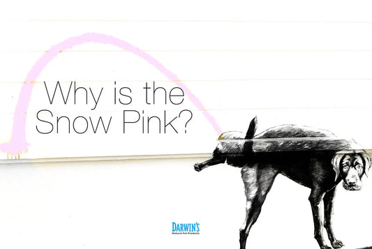 Why Is My Dog Peeing Pink? darwinspet