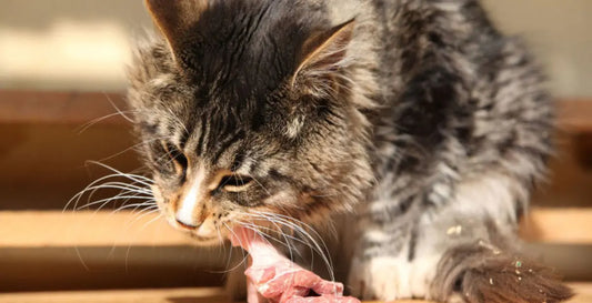 Why Raw Cat Food - Darwin's