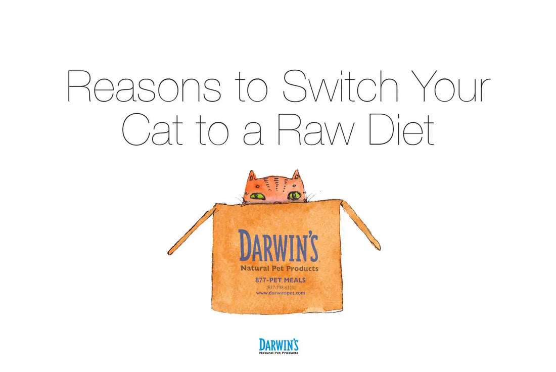 Why Switch To A Raw Diet For Your Cat - Darwin's
