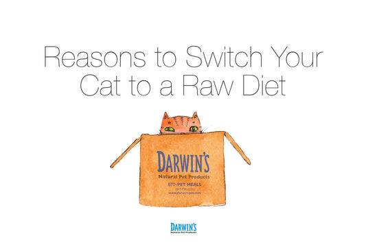 Why Switch To A Raw Diet For Your Cat - Darwin's