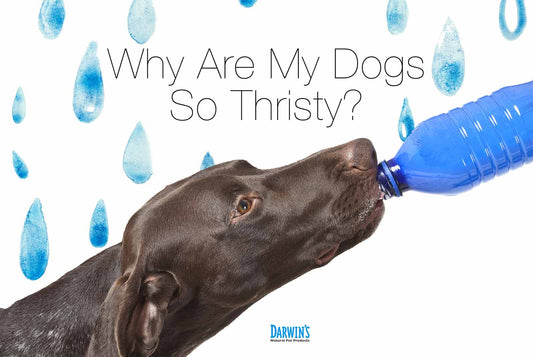 Why is My Dog So Thirsty? darwinspet