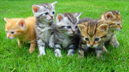 How Do Cats Communicate with Each Other? Understanding Cat Sounds
