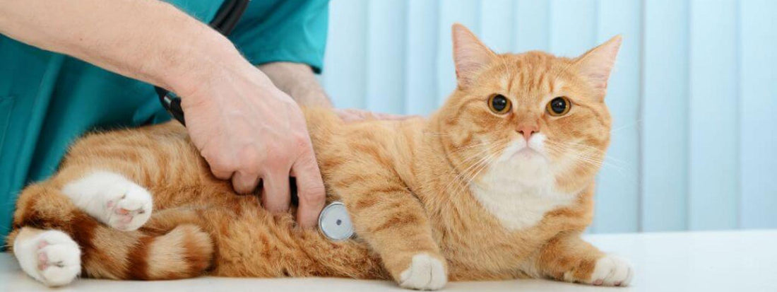 Kidney Disease in Cats: How to Treat It