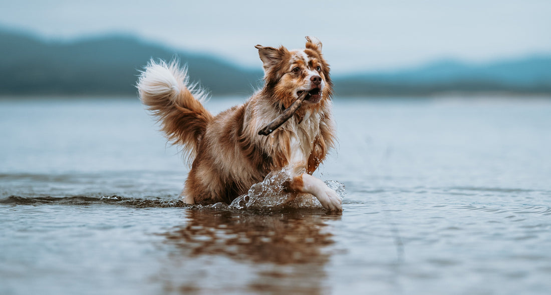 Dog Skin Allergies and Conditions