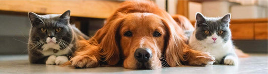 Benefits of Raw Dog & Cat Food