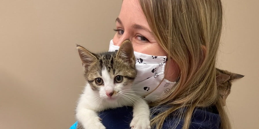 Bringing Home a New Cat