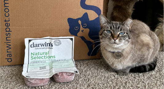 Why Switch To A Raw Diet For Your Cat