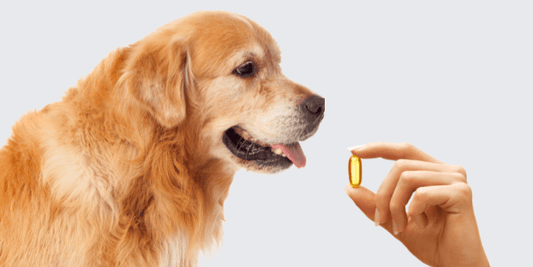 Fish Oil Benefits for Dogs
