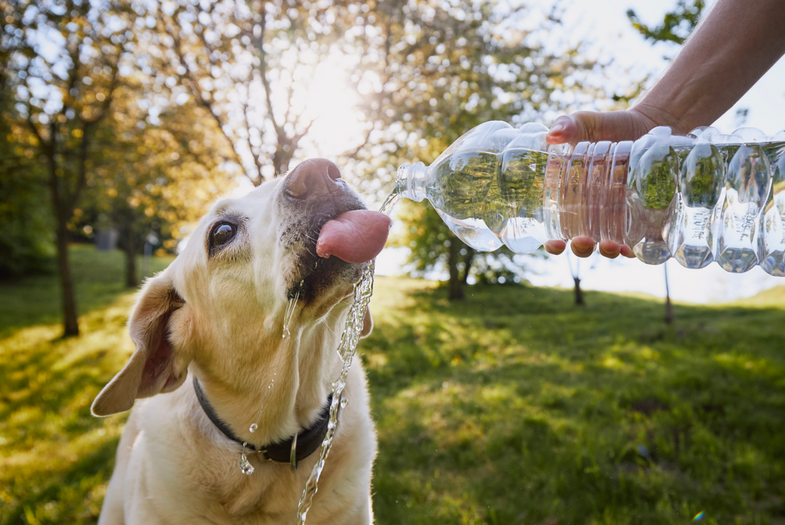 How Do I Get My Dog to Drink More Water?
