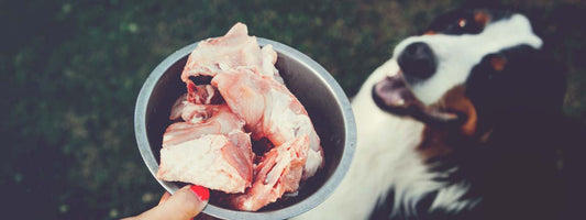 The Pet Owner’s Guide to Organic Dog Food