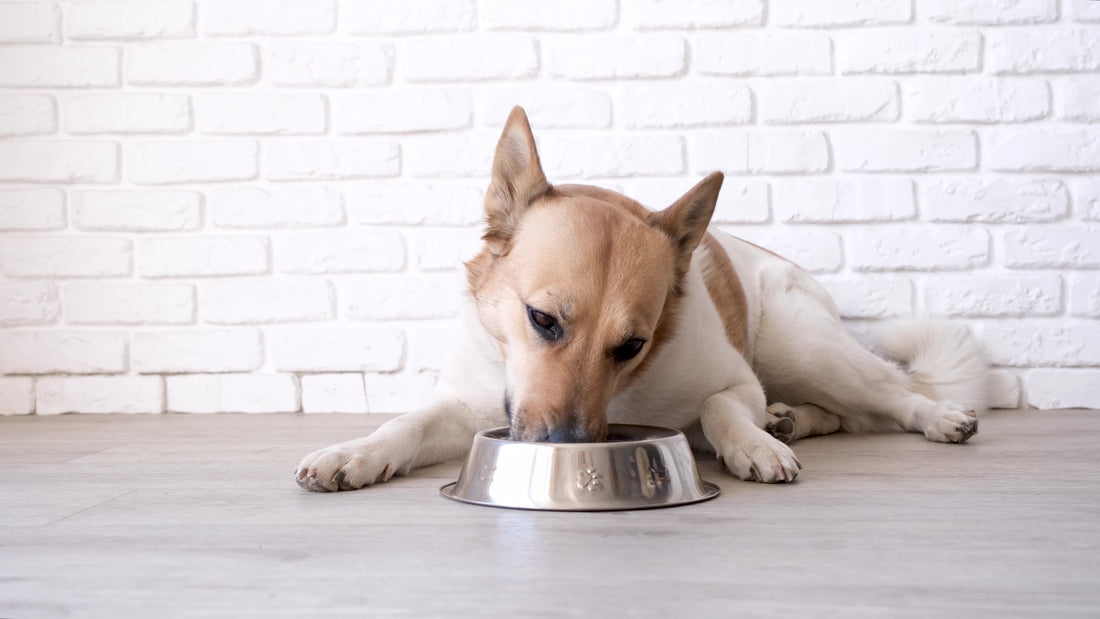 Types of Dog Food: Which Option is Best for Your Dog?