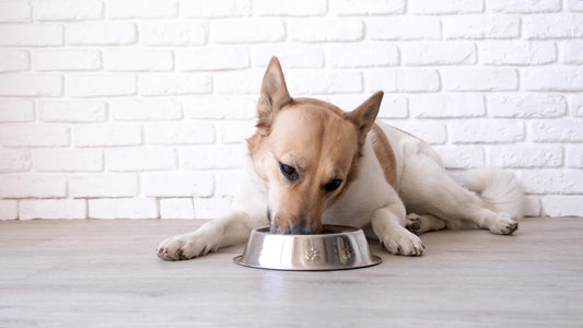 Types of Dog Food: Which Option is Best for Your Dog?