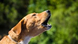 Decoding Dog Barks: Understanding Why Your Dog is So Vocal