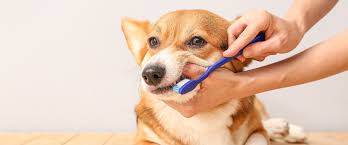 Guide to Cleaning Dog’s Teeth