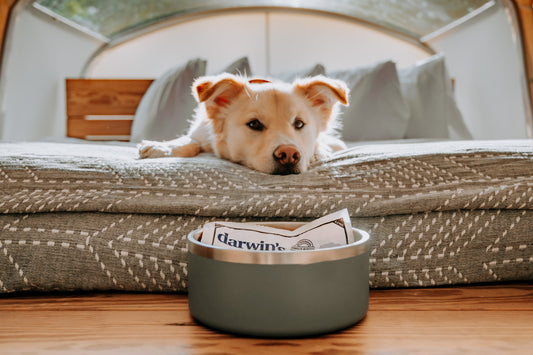 Are You Feeding Your Dog Offal?