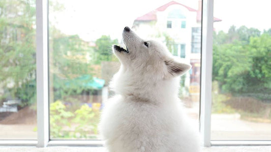 Is Your Dog’s Diet Making Them Crazy?