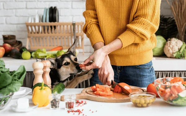 What Vegetables Can Dogs Have?