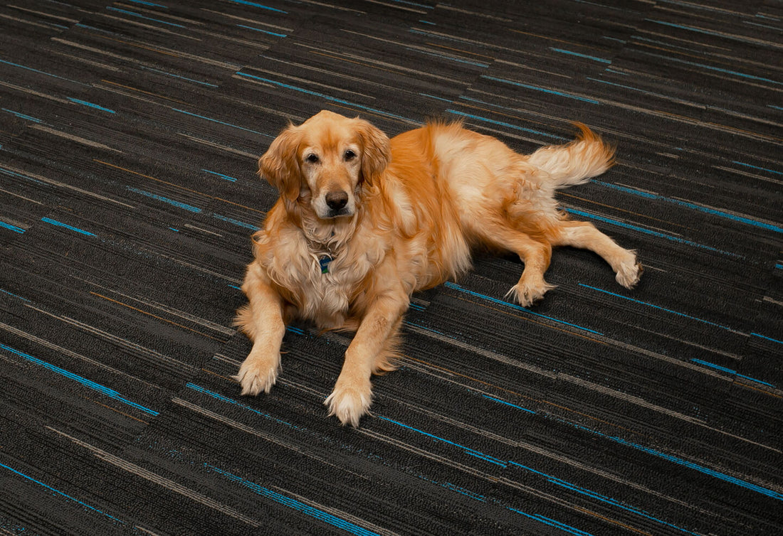 Unraveling-the-Mystery-Why-Do-Dogs-Sleep-So-Much darwinspet