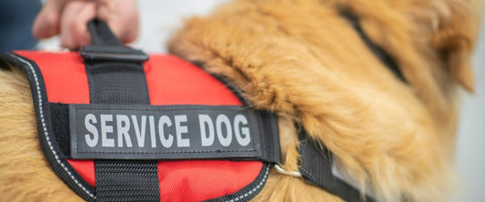 How to Make Your Dog a Service Dog: A Comprehensive Guide