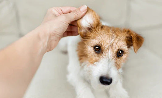 How to Clean Dog Ears