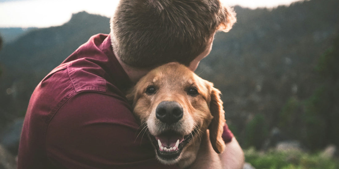 Service Dogs vs Emotional Support Dogs: Learning the Difference with Darwin's Expert Guide
