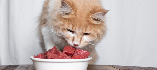 What Type of Cat Food is Best?