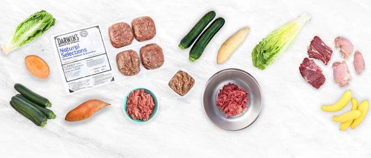 Best-Protein-for-Dogs-Nutritional-Insights-Sources darwinspet