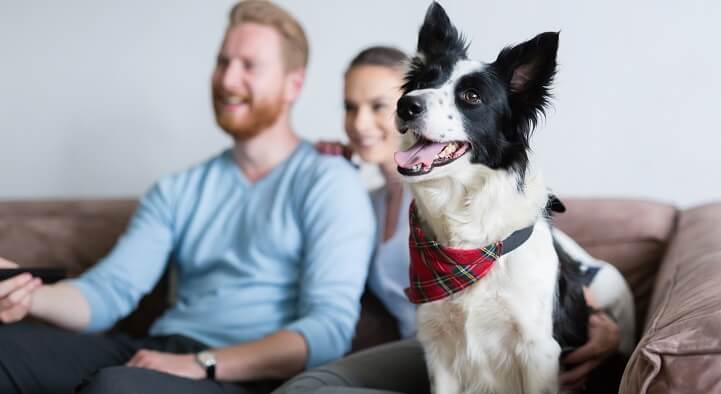 Dog Training Philosophies and Methods