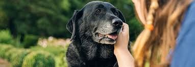 Transitioning Dogs with Health Issues